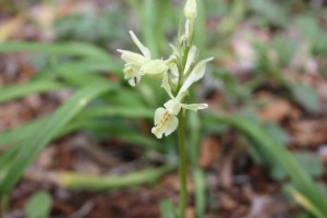 Provence_orchis_4f9d783d36029.jpg_product